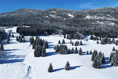 Image category