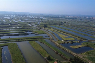Image category