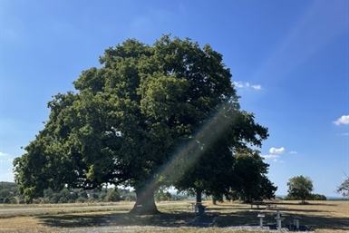 Image category