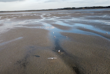 Image category