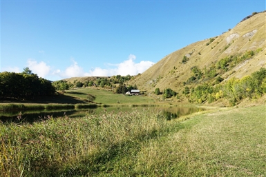 Image category