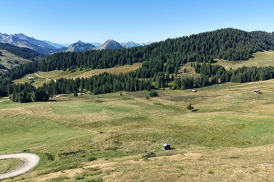 Image category