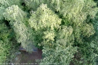 Image category