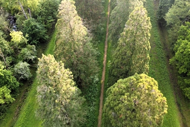 Image category