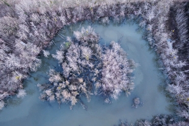 Image category