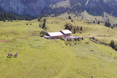Image category
