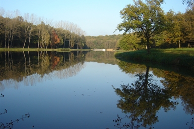 Image category