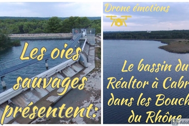 Image category