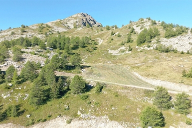 Image category